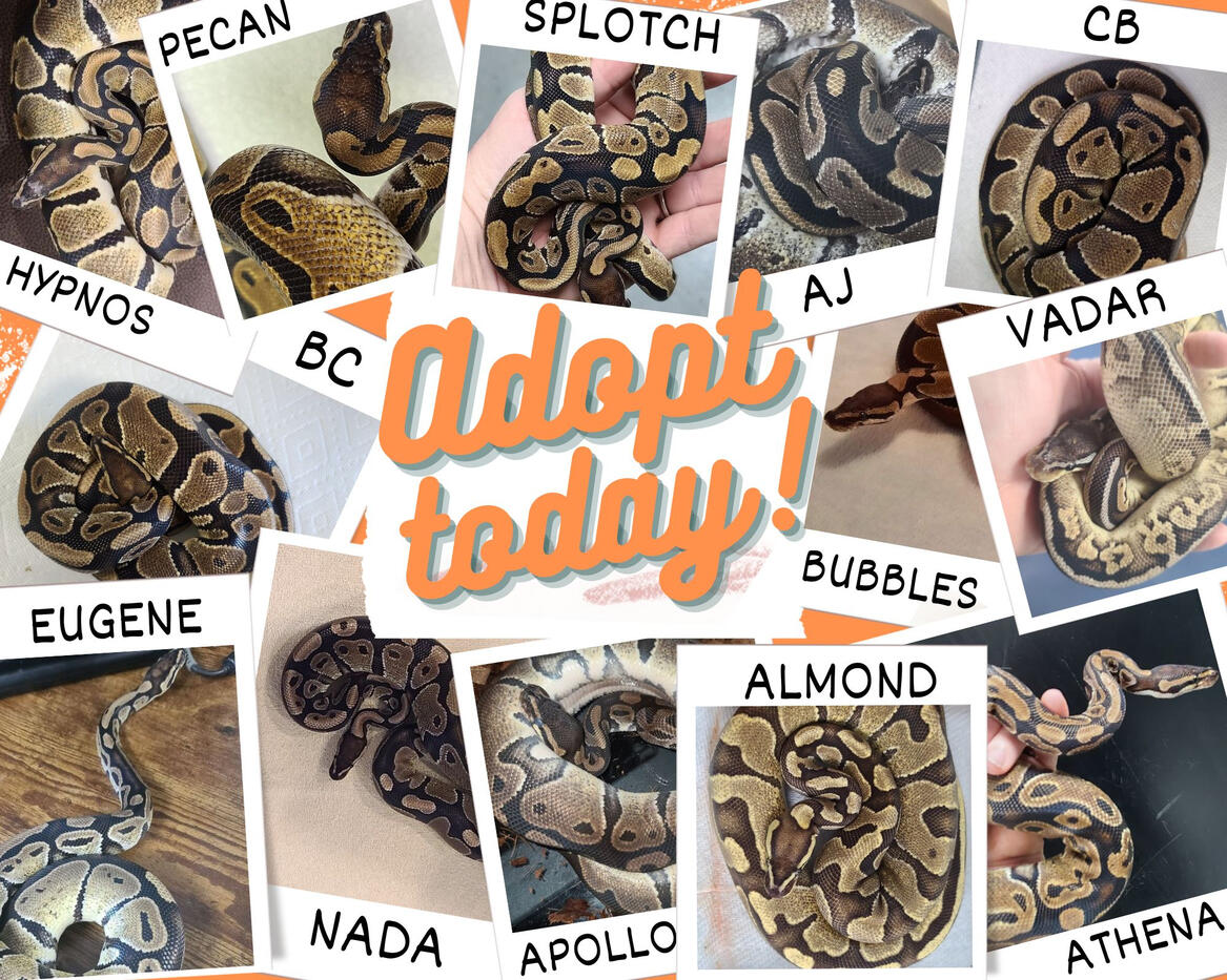 Adopt a Ball Python Social Post (2022)